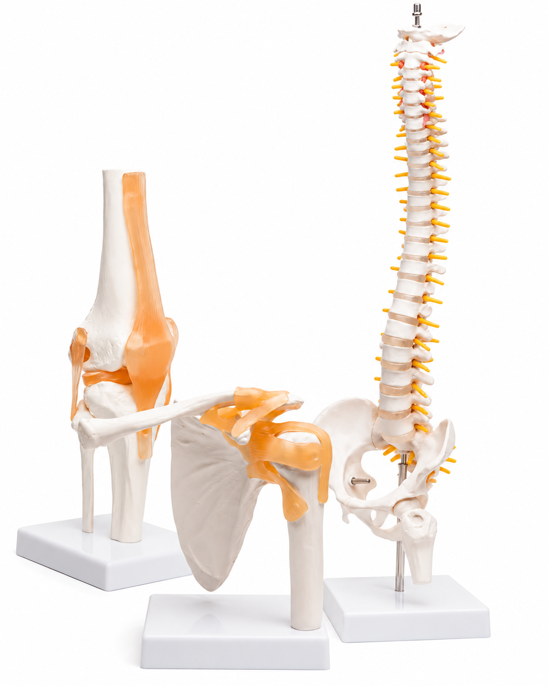 Spine and Knee Model